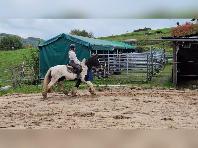 Gypsy Horse Gelding 17 years 15 hh Pinto in Morsbach