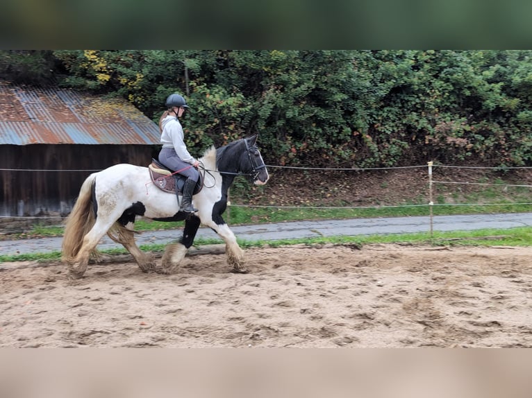 Gypsy Horse Gelding 17 years 15 hh Pinto in Morsbach