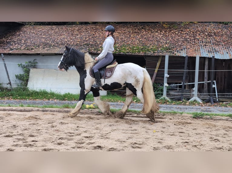 Gypsy Horse Gelding 17 years 15 hh Pinto in Morsbach