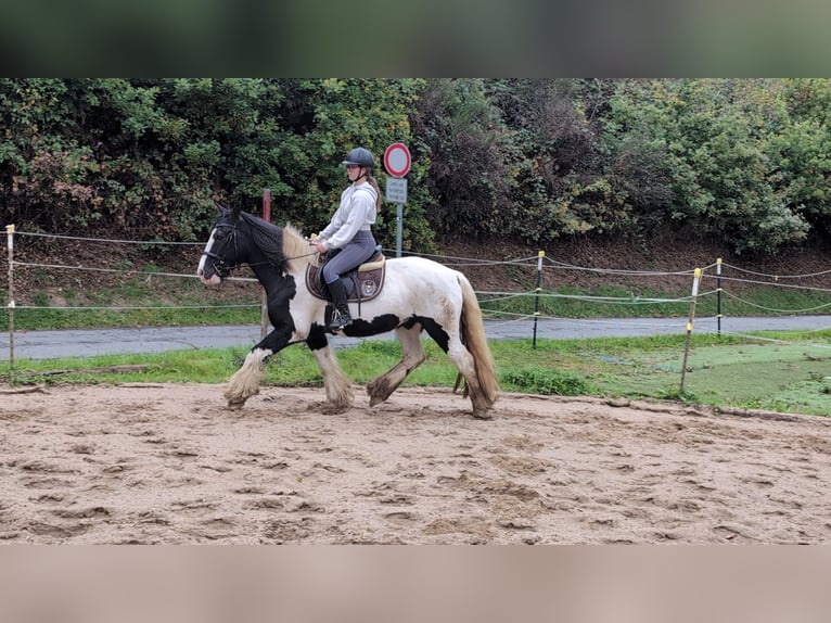 Gypsy Horse Gelding 17 years 15 hh Pinto in Morsbach