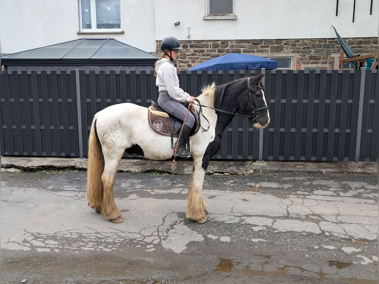 Gypsy Horse Gelding 17 years 15 hh Pinto in Morsbach