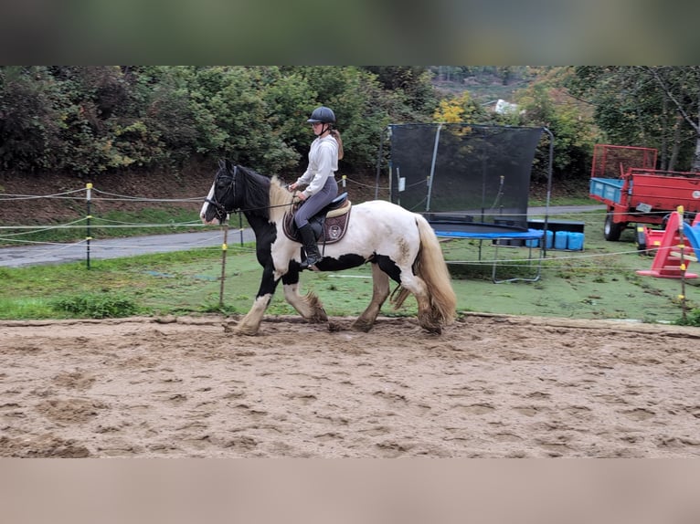 Gypsy Horse Gelding 17 years 15 hh Pinto in Morsbach