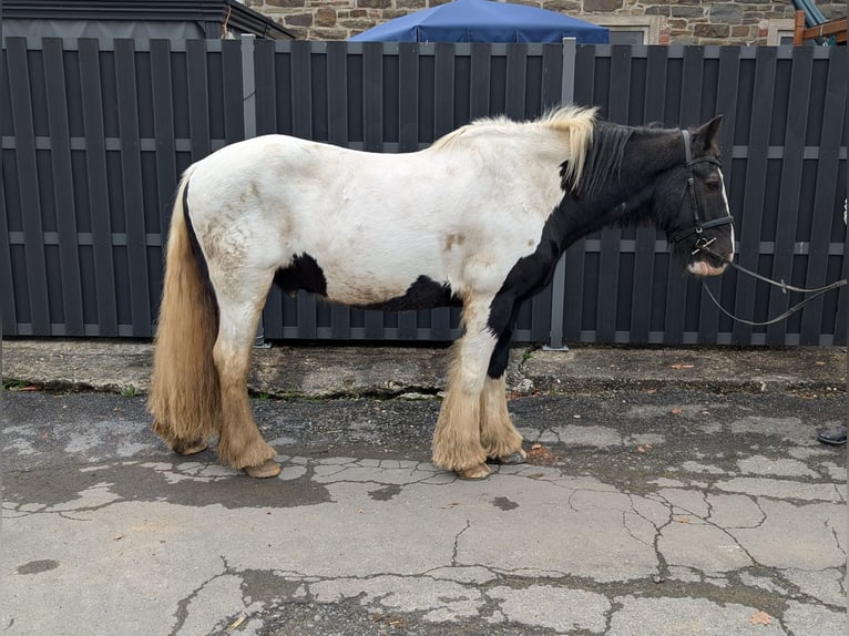 Gypsy Horse Gelding 17 years 15 hh Pinto in Morsbach