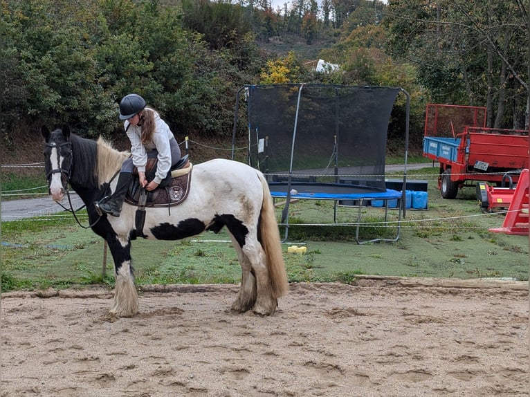 Gypsy Horse Gelding 17 years 15 hh Pinto in Morsbach