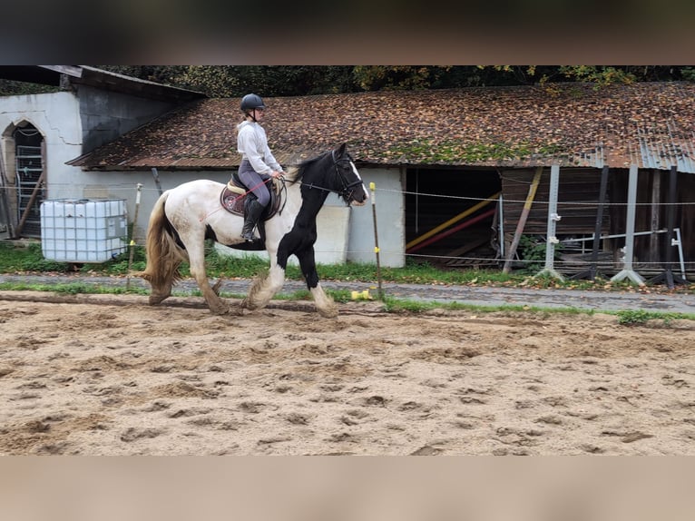 Gypsy Horse Gelding 17 years 15 hh Pinto in Morsbach