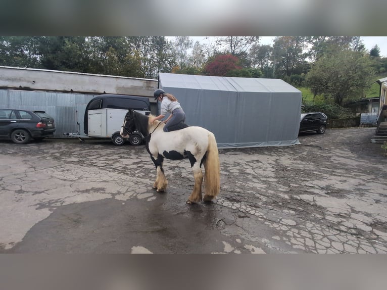 Gypsy Horse Gelding 17 years 15 hh Pinto in Morsbach