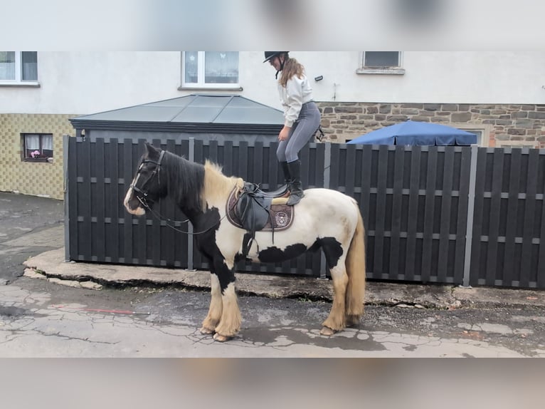 Gypsy Horse Gelding 17 years 15 hh Pinto in Morsbach