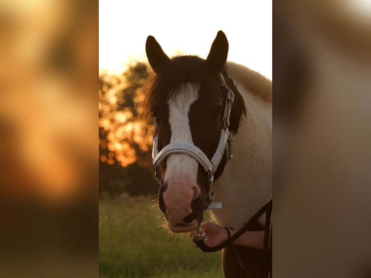 Gypsy Horse Gelding 18 years 13,3 hh Pinto in Pracht/Niederhausen