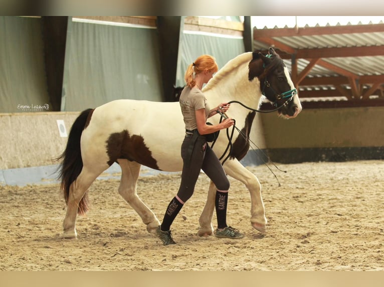 Gypsy Horse Gelding 18 years 13,3 hh Pinto in Pracht/Niederhausen