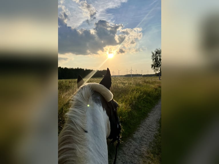 Gypsy Horse Gelding 18 years 15,2 hh in Neustadt am Rübenberge