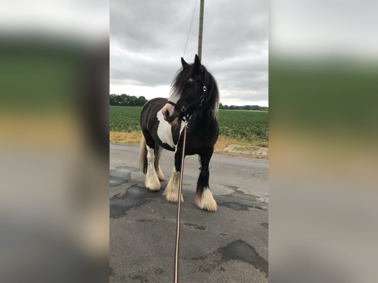 Gypsy Horse Gelding 18 years 16 hh Pinto in Wietmarschen Gypsy Horse Gelding 18 years 16 hh Pinto in Wietmarschen