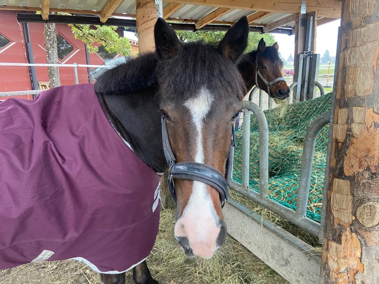 Gypsy Horse Mix Gelding 19 years 13,2 hh Bay-Dark in Reutte