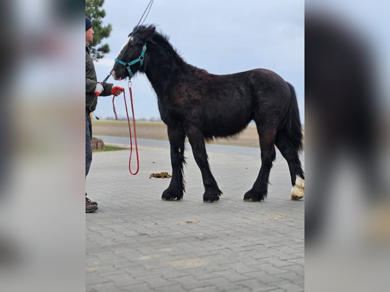 Gypsy Horse Gelding 1 year 14.1 hh Black in Buk