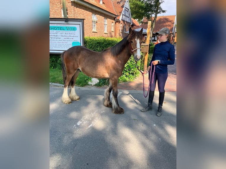 Gypsy Horse Gelding 1 year 14,1 hh Brown in Eggermühlen