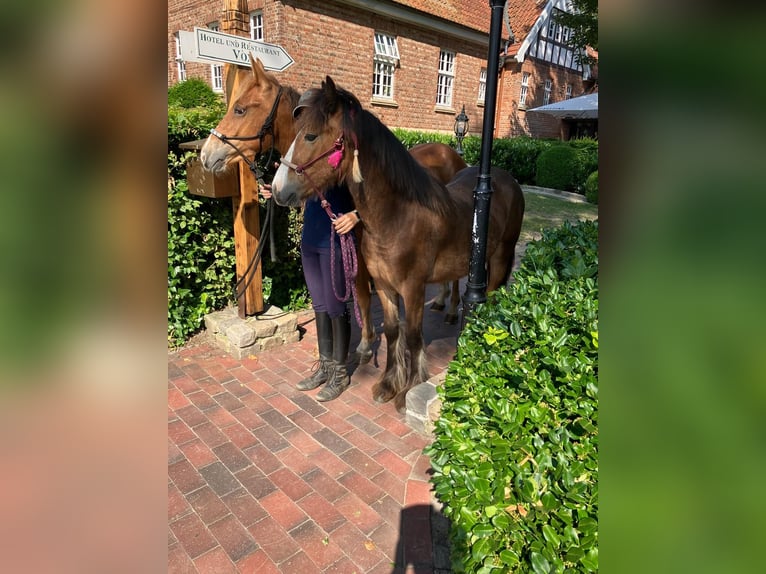 Gypsy Horse Gelding 1 year 14,1 hh Brown in Eggermühlen