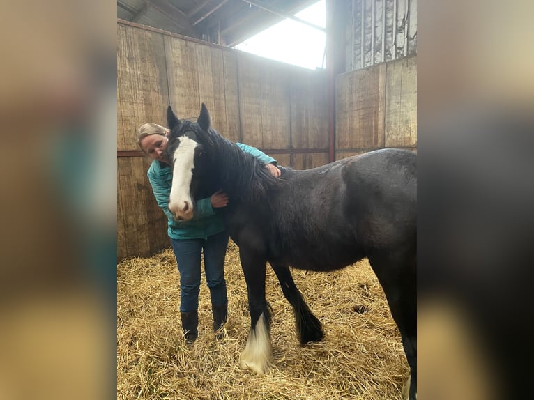 Gypsy Horse Gelding 1 year 14,2 hh Black in Diphoorn