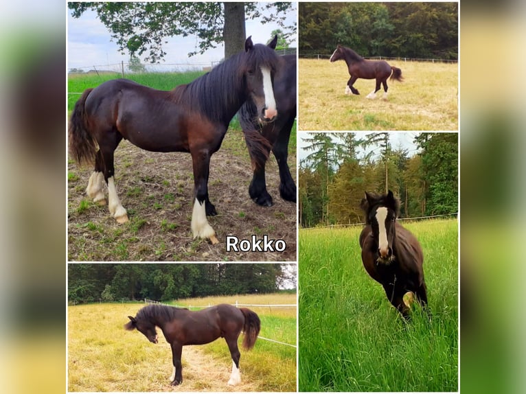 Gypsy Horse Gelding 1 year 14,2 hh Black in Oberzent