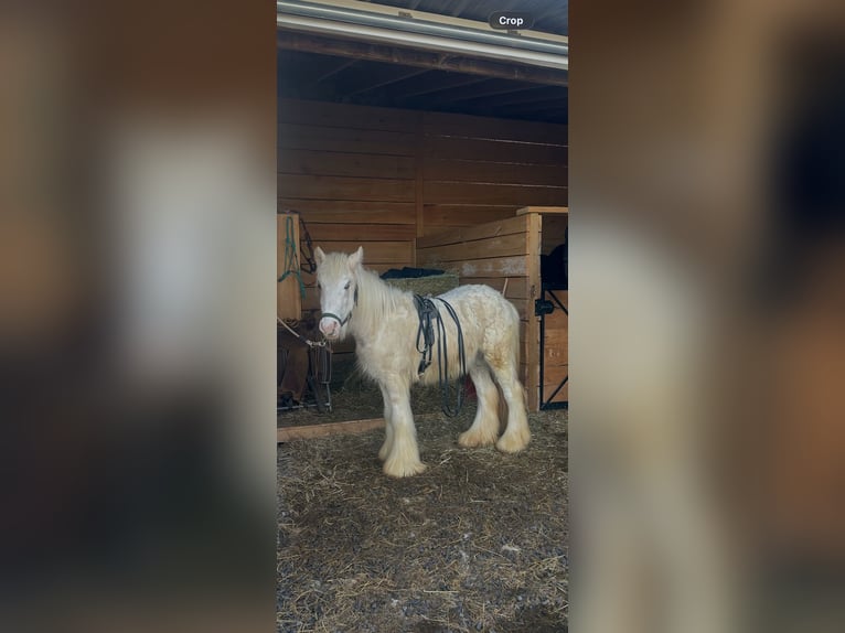 Gypsy Horse Gelding 1 year 14.2 hh Palomino in Akron