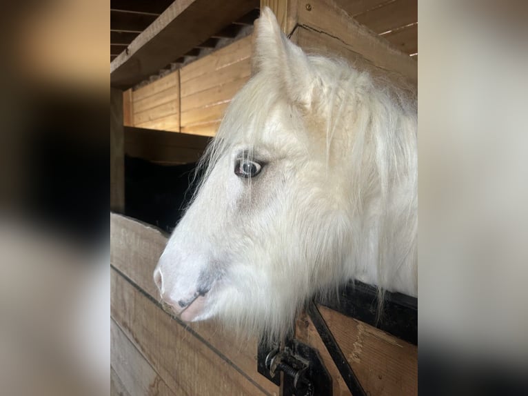 Gypsy Horse Gelding 1 year 14,2 hh Palomino in Akron