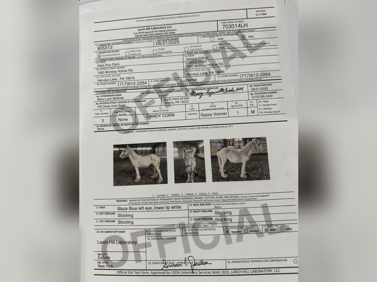 Gypsy Horse Gelding 1 year 14,2 hh Palomino in Akron