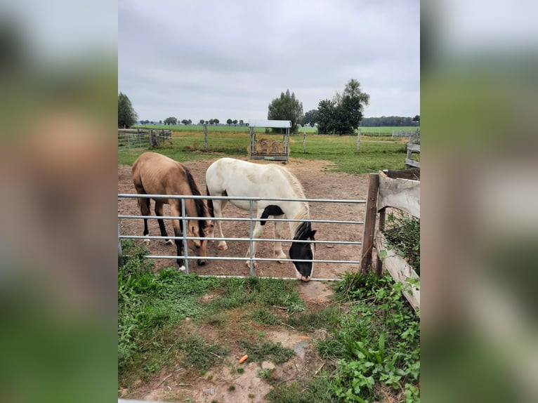 Gypsy Horse Mix Gelding 1 year 15,2 hh Pinto in Lockstedt