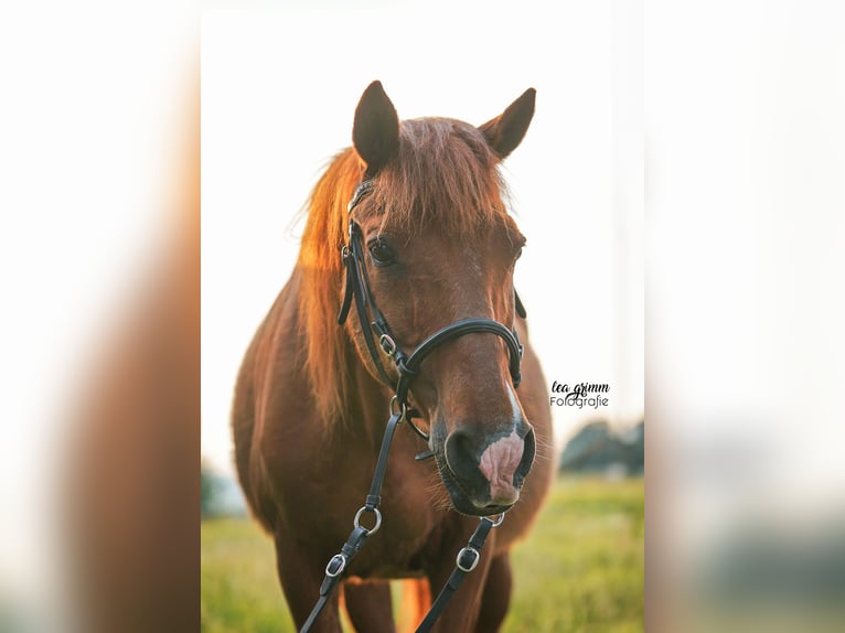 Gypsy Horse Mix Gelding 24 years 15,2 hh Pinto in Brilon