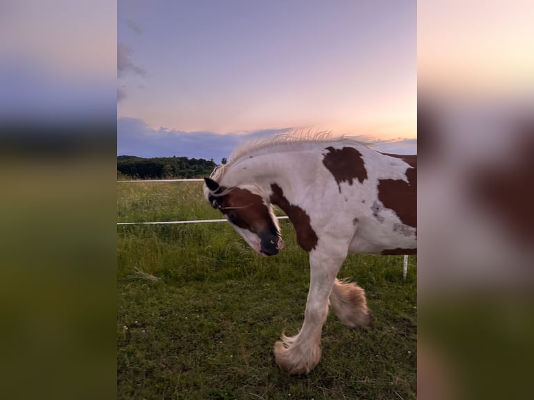 Gypsy Horse Mix Gelding 24 years 15,2 hh Pinto in Brilon