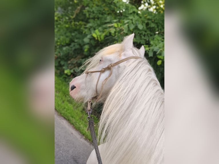 Gypsy Horse Gelding 2 years 12,1 hh Pinto in Geestland