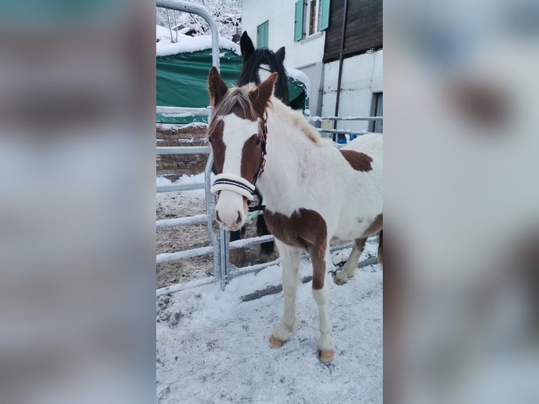 Gypsy Horse Mix Gelding 2 years 13,1 hh Pinto in Dalaas