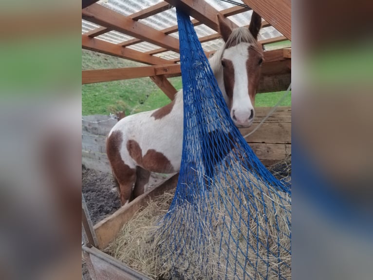 Gypsy Horse Mix Gelding 2 years 13,2 hh Pinto in Dalaas