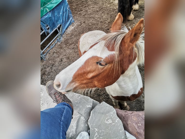 Gypsy Horse Mix Gelding 2 years 13,2 hh Pinto in Dalaas