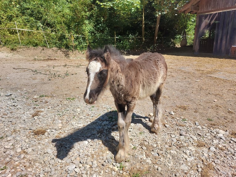 Gypsy Horse Gelding 2 years 13,1 hh Black in Sommeri
