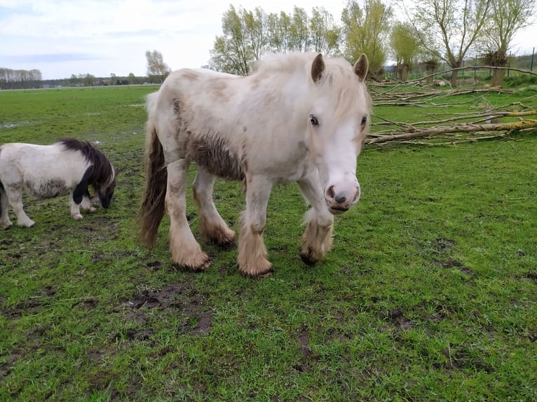 Gypsy Horse Gelding 2 years 14,3 hh Pinto in Rahden