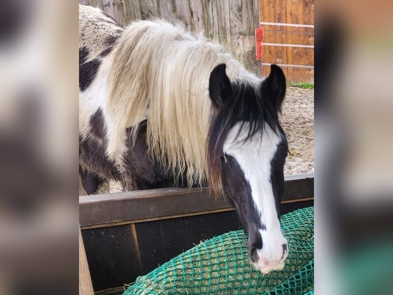 Gypsy Horse Mix Gelding 2 years 14 hh Tobiano-all-colors in Datteln
