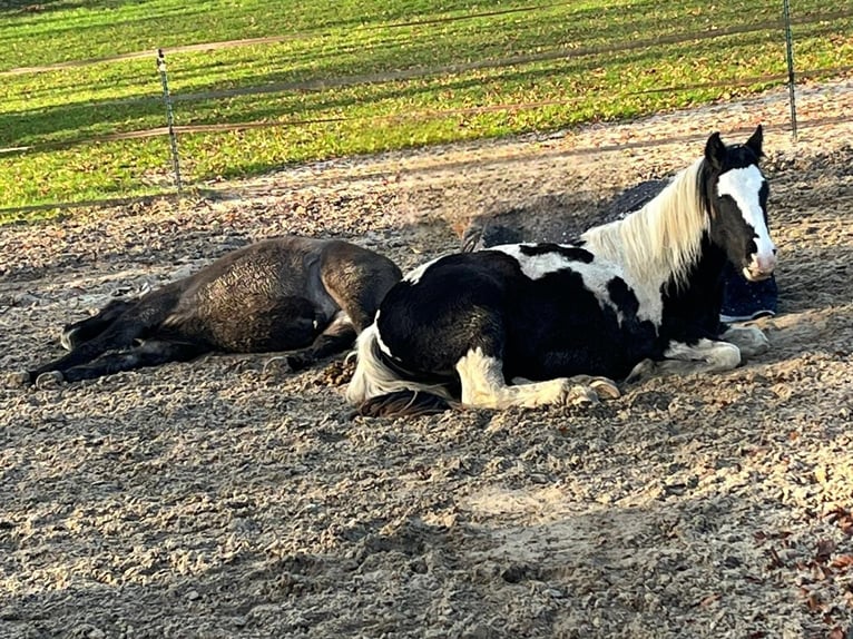 Gypsy Horse Mix Gelding 2 years 14 hh Tobiano-all-colors in Datteln