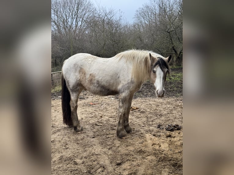 Gypsy Horse Gelding 2 years 14,2 hh Buckskin in Sopot