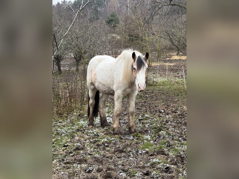 Gypsy Horse Gelding 2 years 14,2 hh Buckskin in Sopot