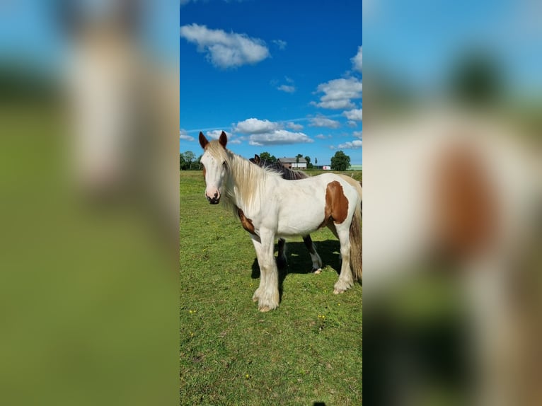 Gypsy Horse Gelding 2 years 14,2 hh Pinto in Sankt Margarethen