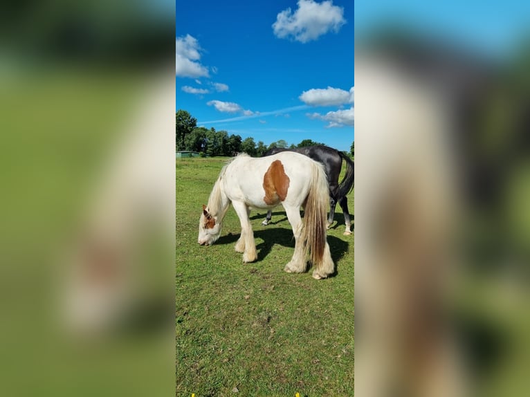 Gypsy Horse Gelding 2 years 14,2 hh Pinto in Sankt Margarethen