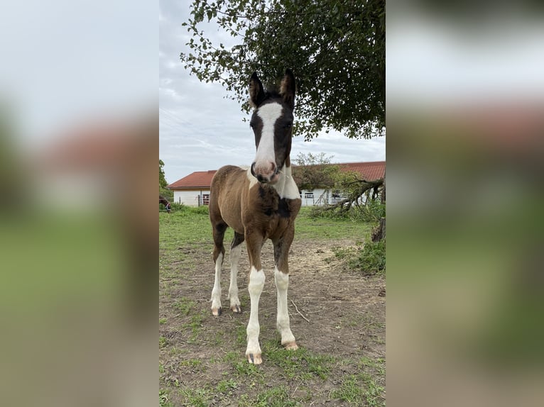Gypsy Horse Mix Gelding 2 years 14,2 hh Pinto in ThannhausenThannhausen