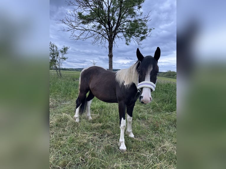 Gypsy Horse Mix Gelding 2 years 14,2 hh Pinto in ThannhausenThannhausen