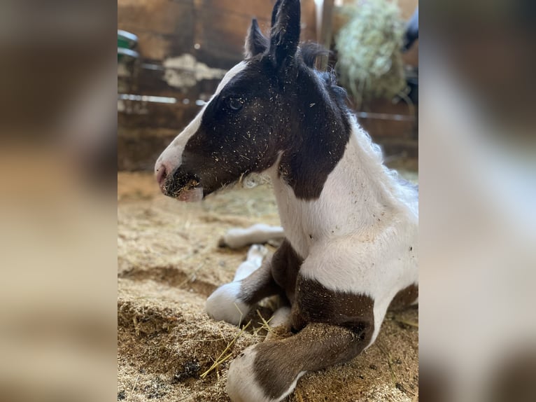 Gypsy Horse Mix Gelding 2 years 14,2 hh Pinto in ThannhausenThannhausen