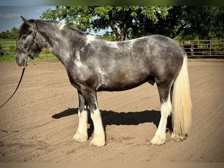 Gypsy Horse Mix Gelding 2 years 15 hh Pinto in De Leon, TX