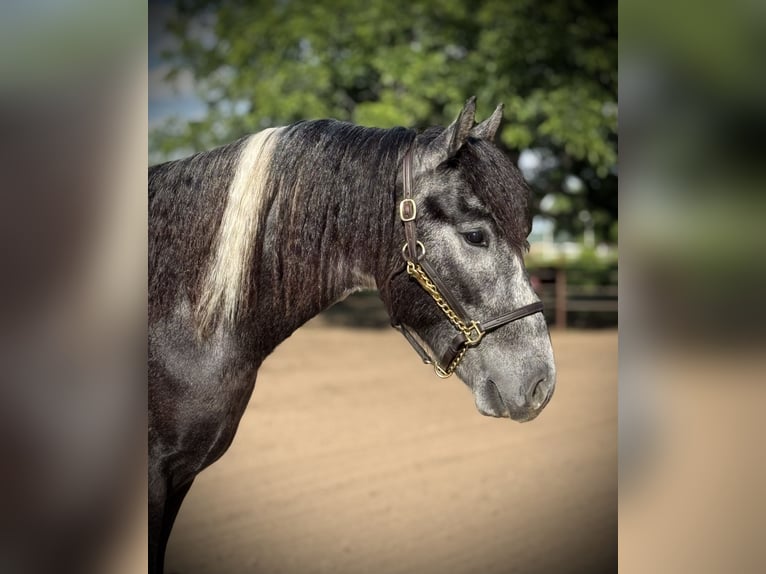 Gypsy Horse Mix Gelding 2 years 15 hh Pinto in De Leon, TX