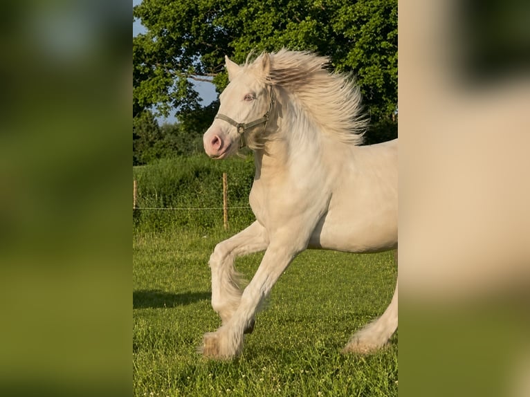 Gypsy Horse Gelding 2 years Palomino in Ulsnis