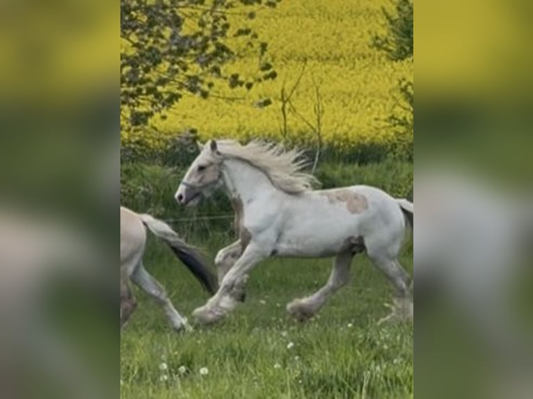 Gypsy Horse Gelding 2 years Palomino in Ulsnis