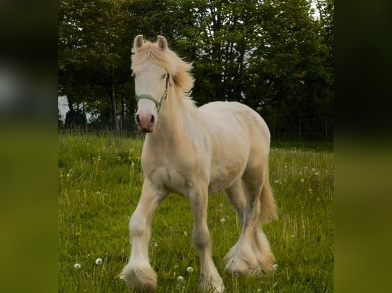 Gypsy Horse Gelding 2 years Palomino in Ulsnis