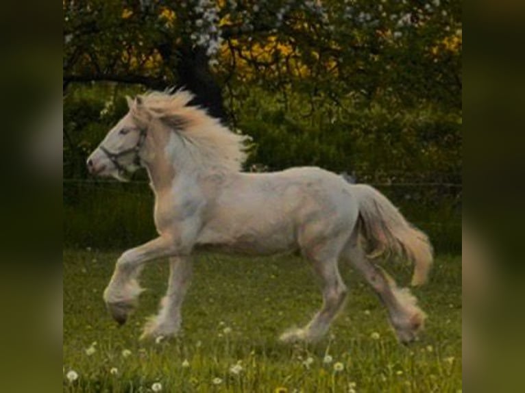 Gypsy Horse Gelding 2 years Palomino in Ulsnis