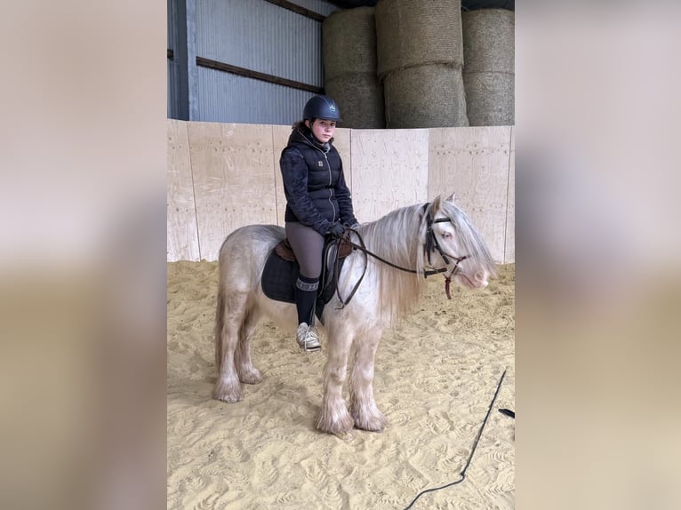 Gypsy Horse Gelding 3 years 12.1 hh  in Daleiden