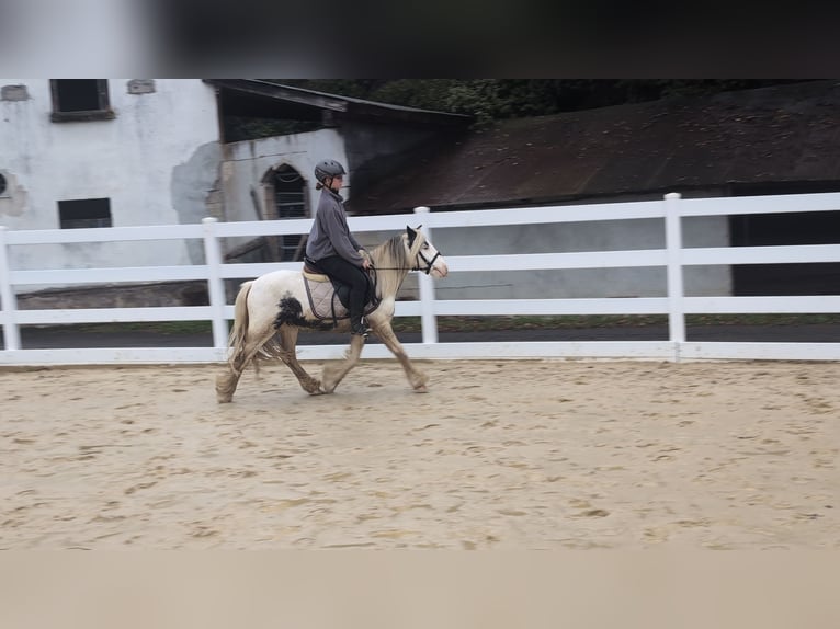 Gypsy Horse Gelding 3 years 12.1 hh Pinto in Morsbach